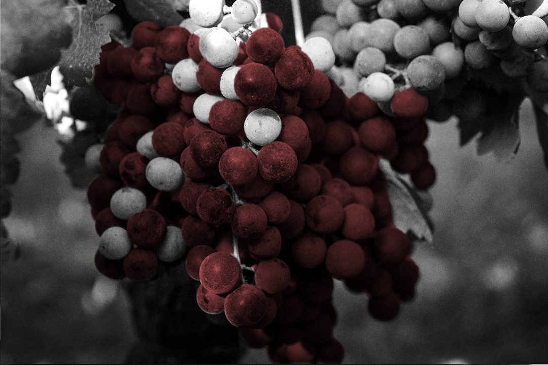 consultorio,castas,padeiro,espadeiro,singular,vinhos,verdes,publico,1990108