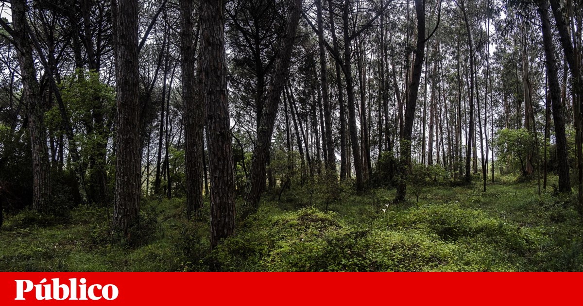 www.publico.pt