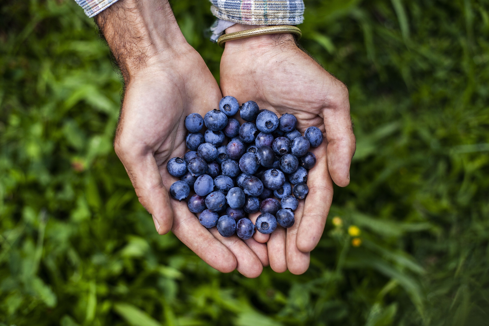 asm adriano miranda - 14 Junho 2019 - Portugal, Sever do Vouga - Quinta da Remolha, plantacao de mirtilos, cultivo, plantas, bagas, apanha