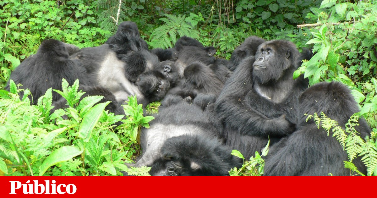 A Vida Social e as Amizades: Um Fator Crucial para a Saúde dos Gorilas