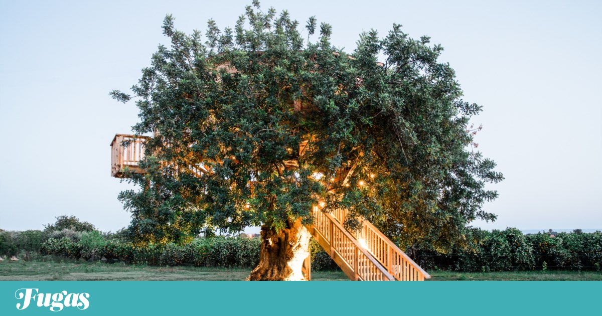 Discover Unique Stays in Algarve: Sleep in a Treehouse or a Historic Chapel
