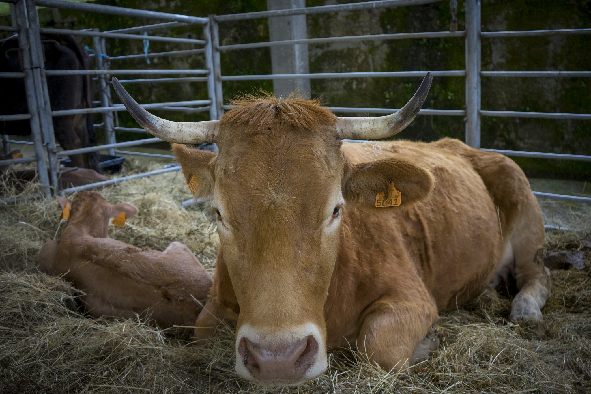 alimentacao,sup-fugas,gastronomia,fugas,agricultura,ambiente,