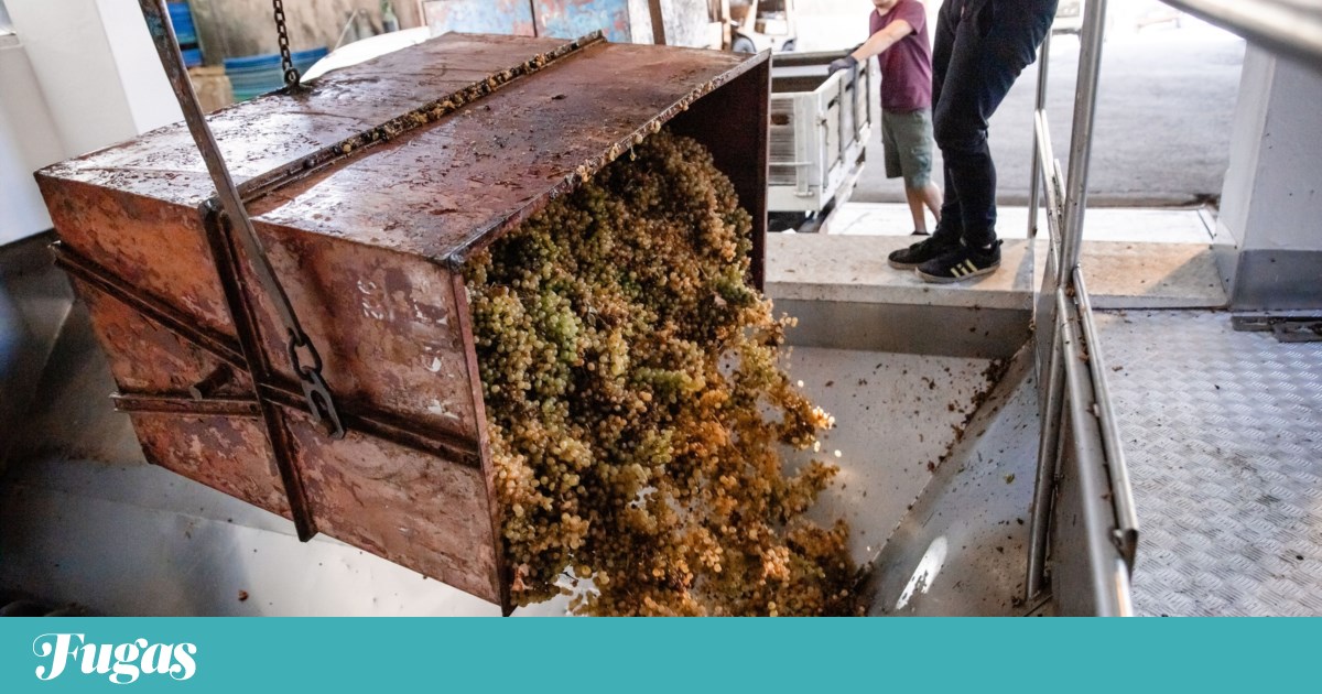 CNA convoca plenário de viticultores do Douro para 1 de Junho