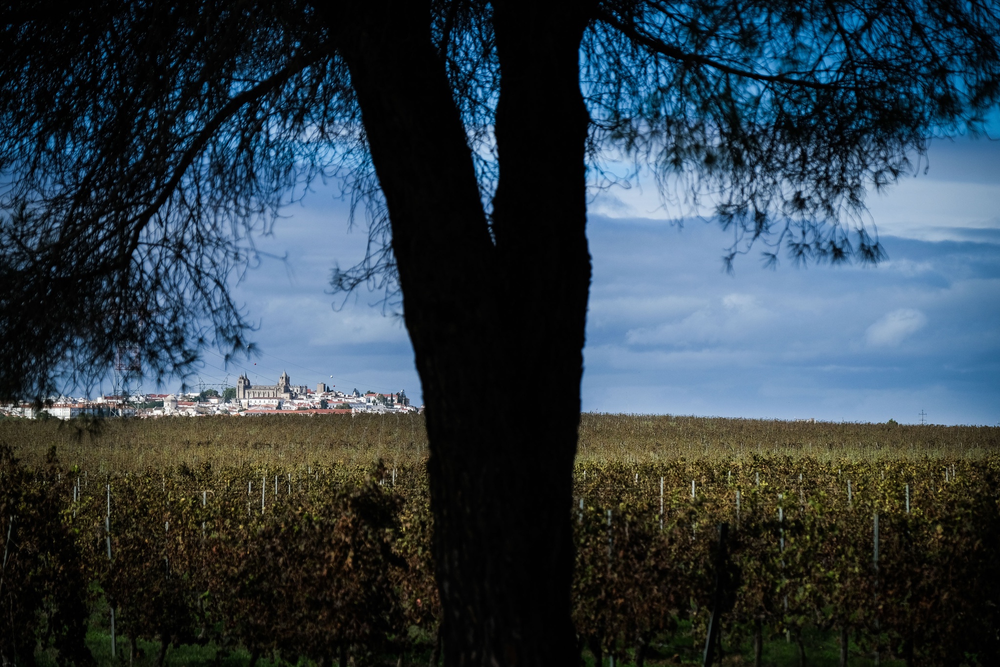 A candidatura a receber a Cidade Europeia do Vinho 2026 envolvia 13 municípios do Baixo Alentejo