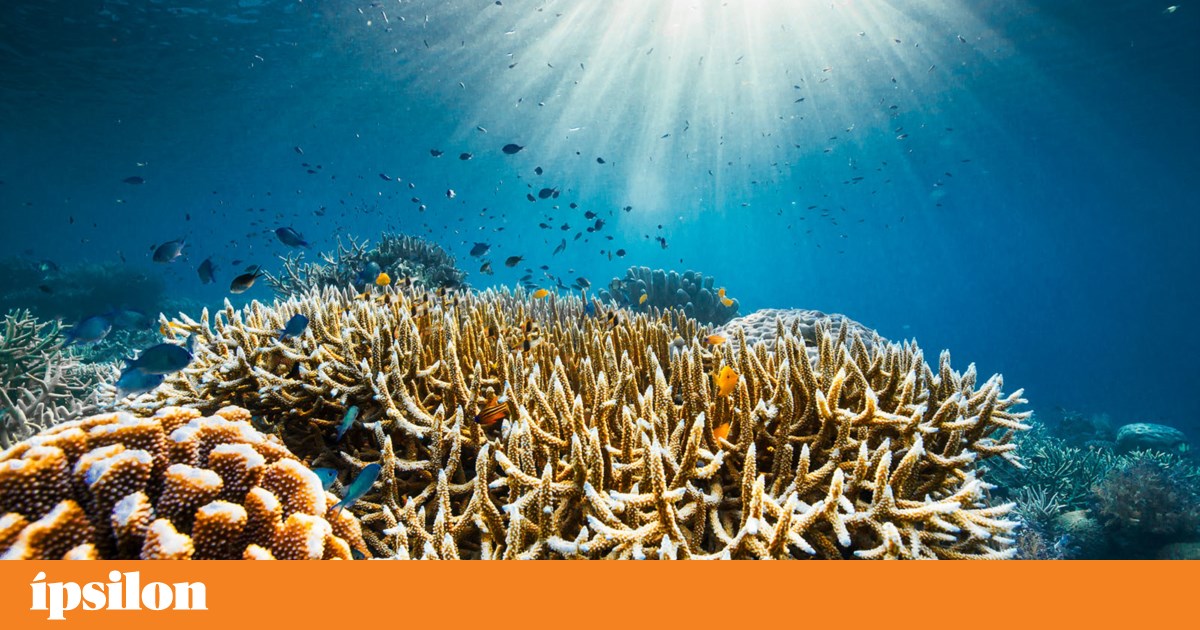 <em>Oceano</em>: novo filme com David Attenborough é um alerta aos líderes mundiais