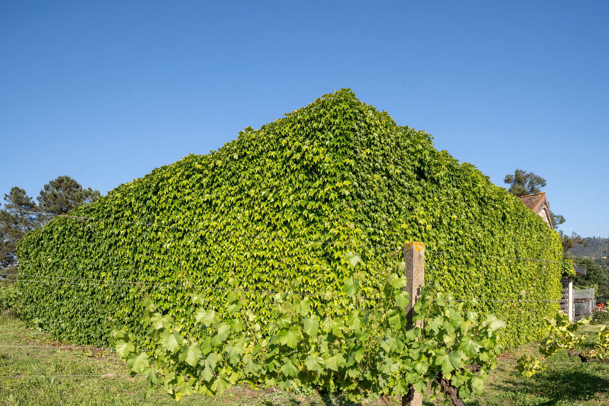 vinhos-verdes,iniciativas-publico,sustentabilidade,amarante,enoturismo,vinho,