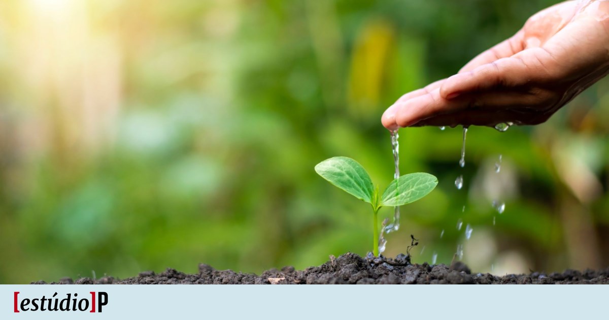Water at Risk: Strategies for a Resilient Algarve - A Critical Discussion