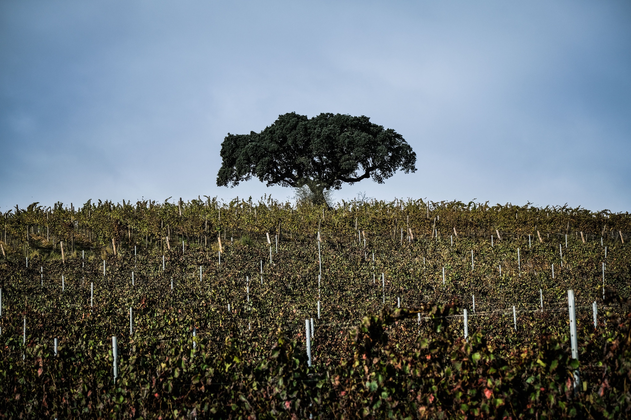 sustentabilidade,vinhos,fugas,livros,alentejo,alteracoes-climaticas,