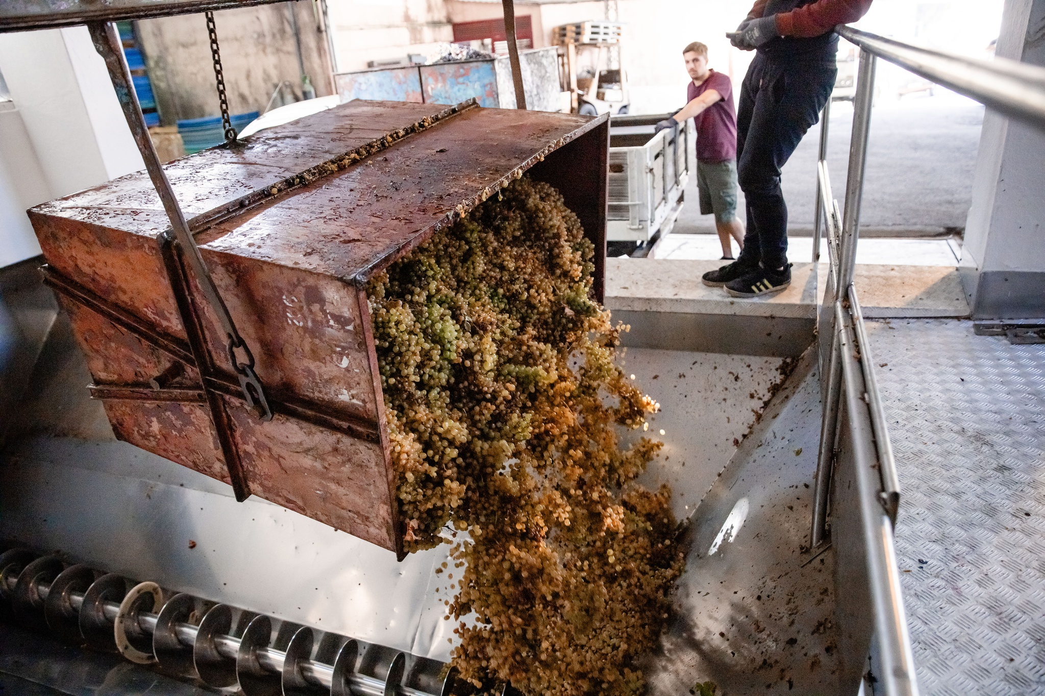 vindimas,vinhos,douro,fugas,economia,agricultura,