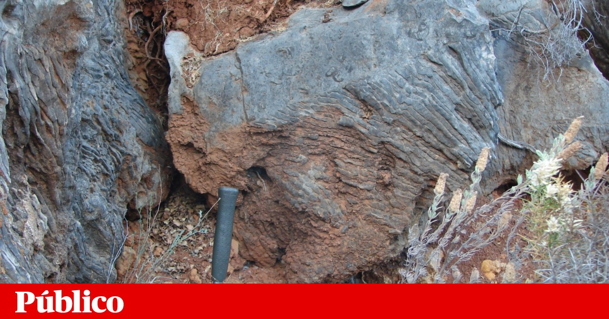 German Paleontologist in Algarve Now Leads Scientific Tourism Tours