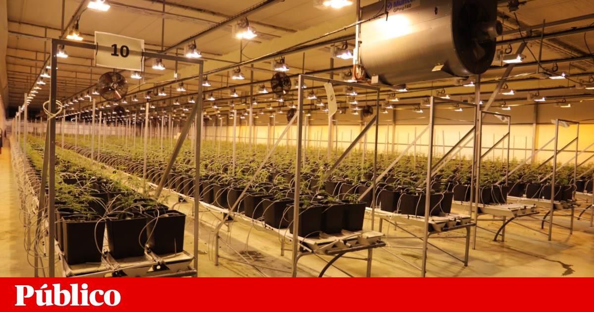 Medicinal Cannabis Business Used as Front for Drug Trafficking in Mação
