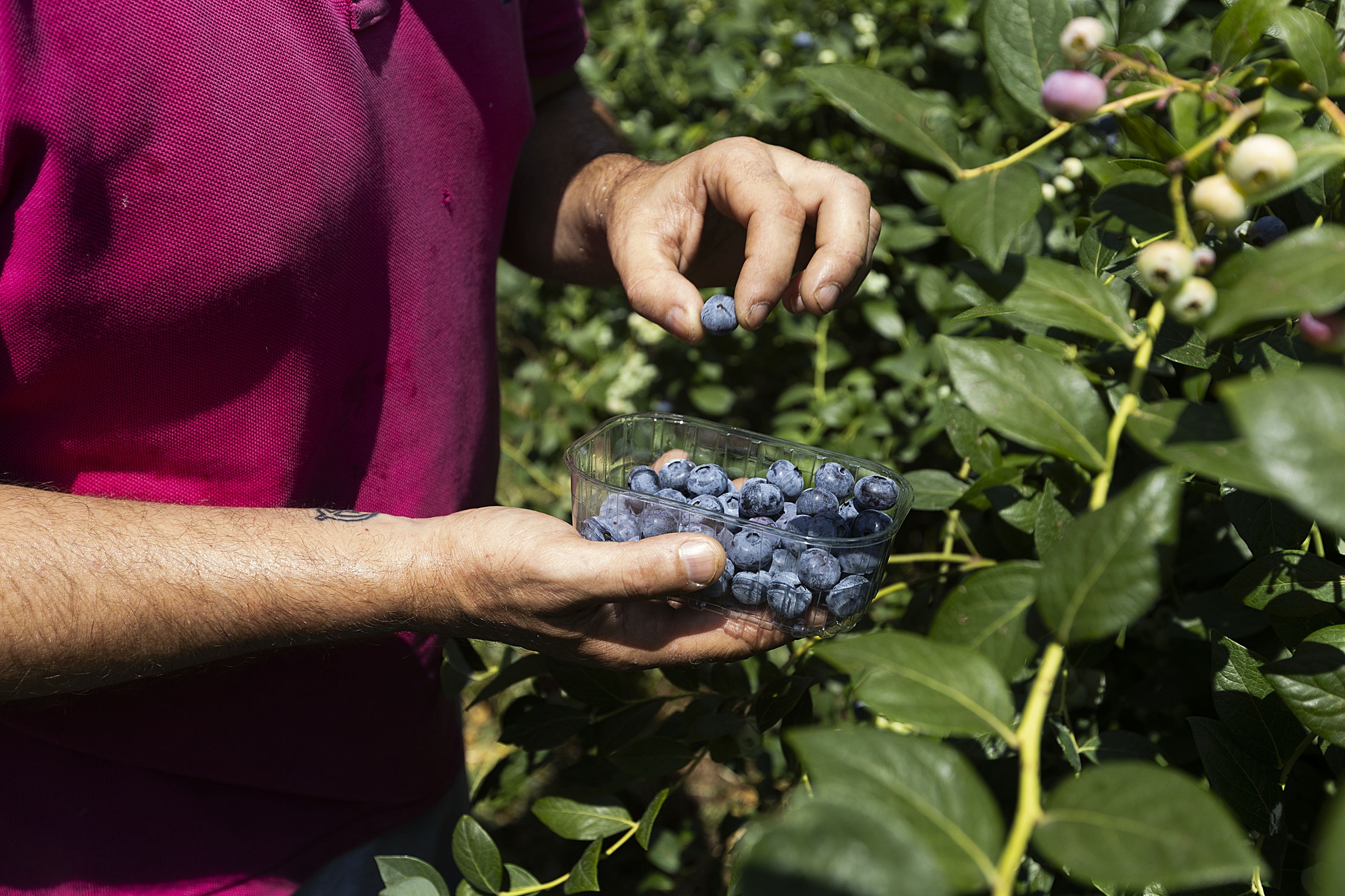 frutos-epoca,passeios,sever-vouga,alimentacao,fugas,agricultura,