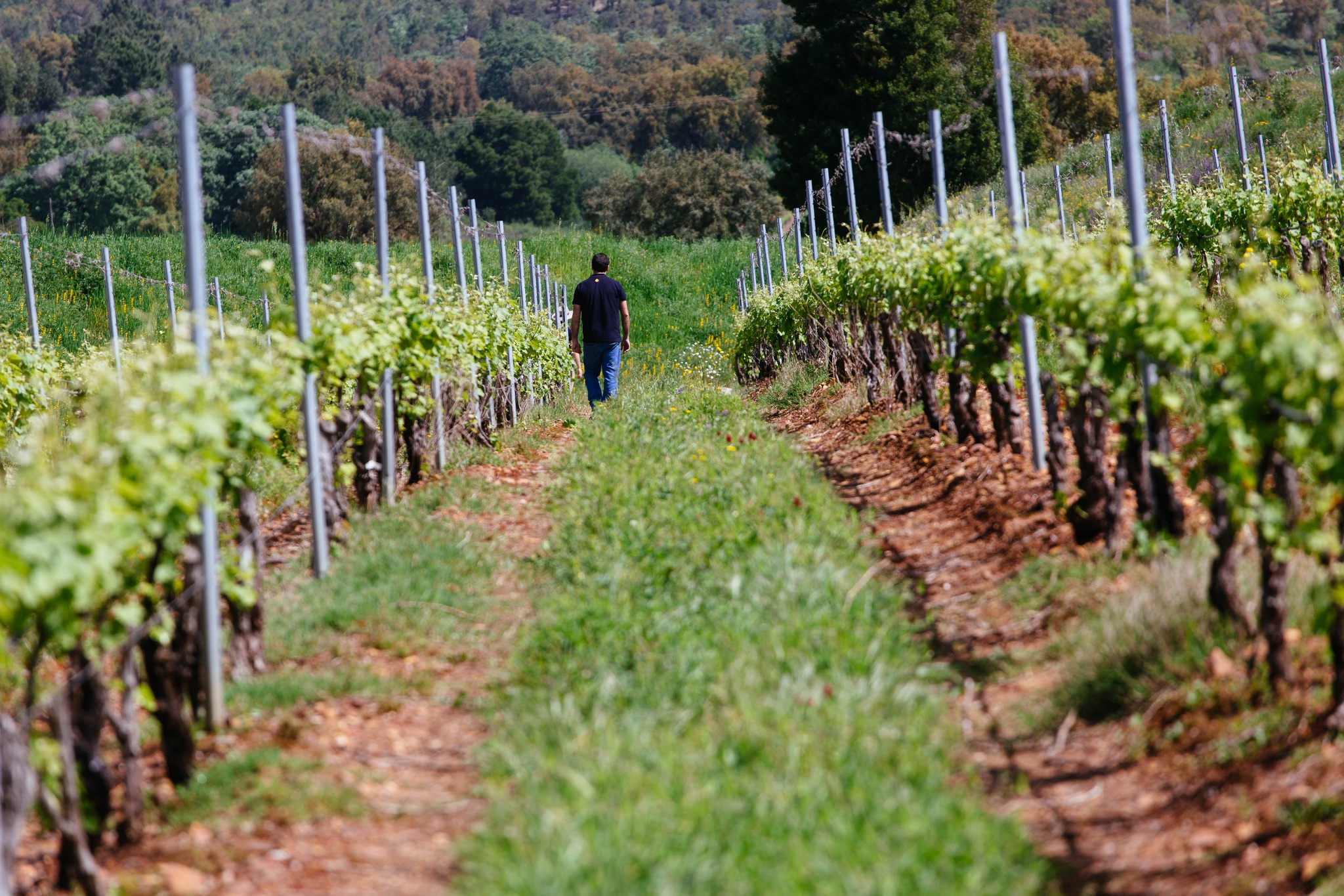 terroir,critica,vinhos,fugas,alentejo,