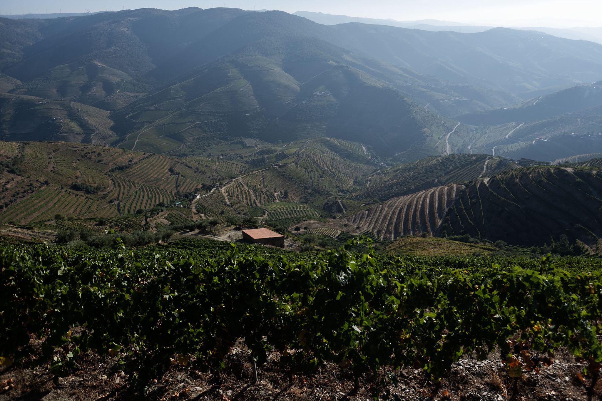 terroir,vinhos,douro,fugas,agricultura,tribunal-constitucional,