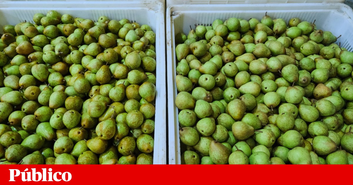 Bactéria que ameaça maçã de Alcobaça e pêra-rocha preocupa produtores ...