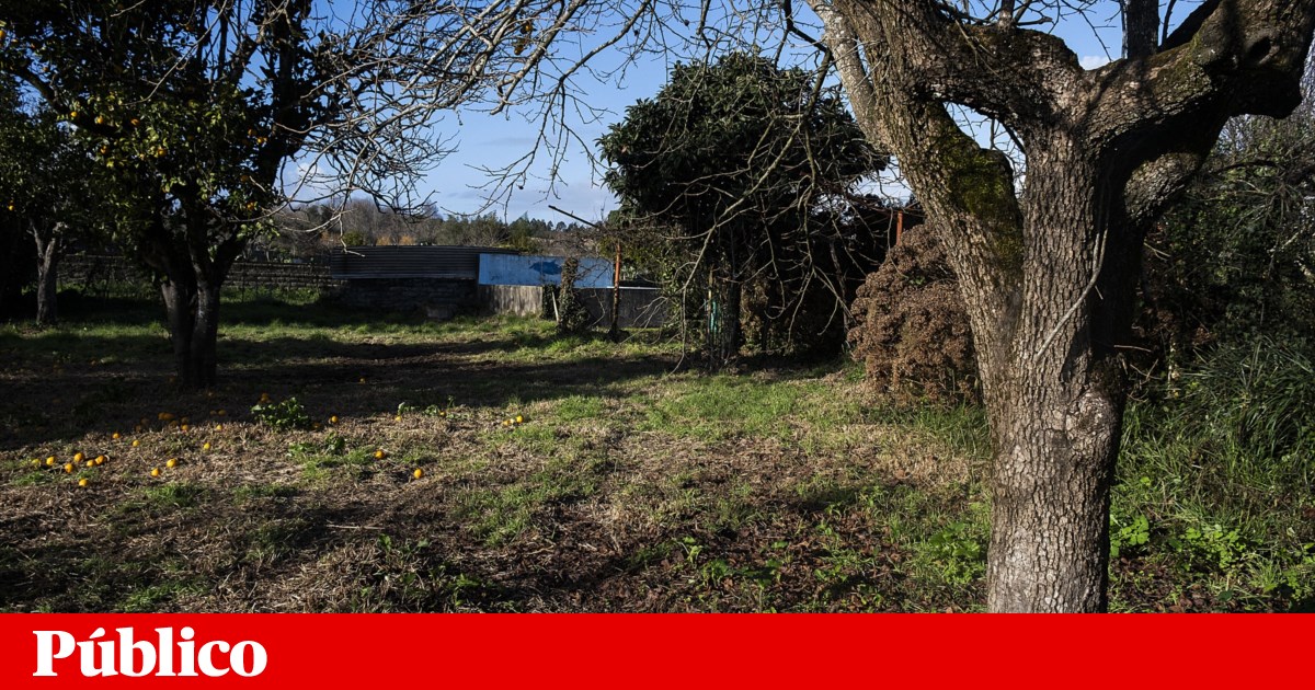 Featured image for article: Portugal's Land Market Shifts: Demand for Rustic Plots Rises for Agriculture, Not Housing