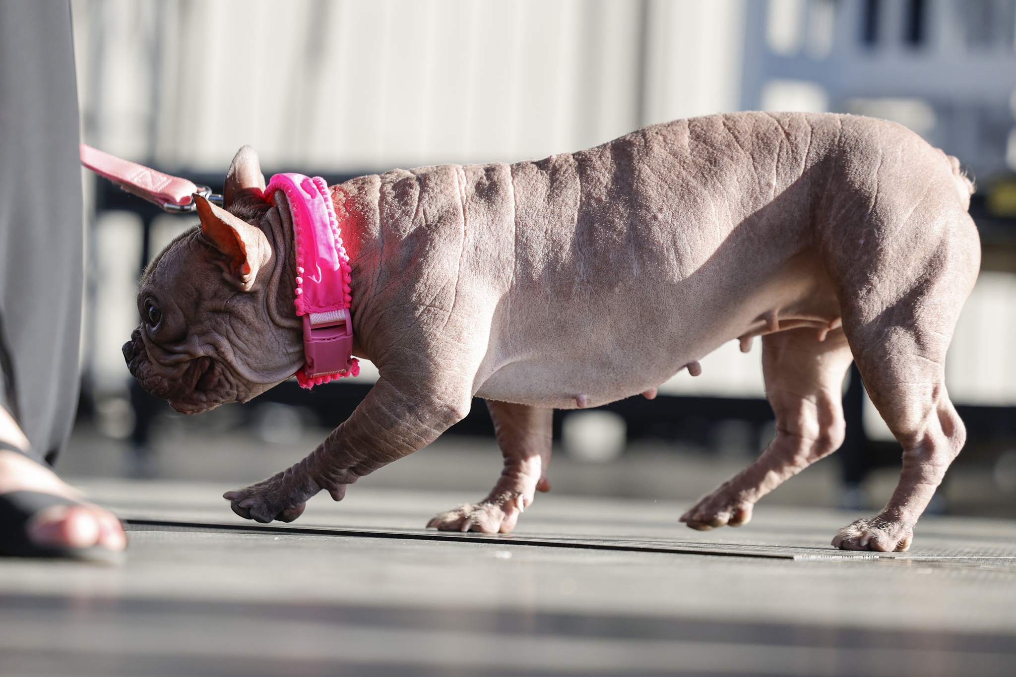 redes,relaxar,pet,p3,animais,