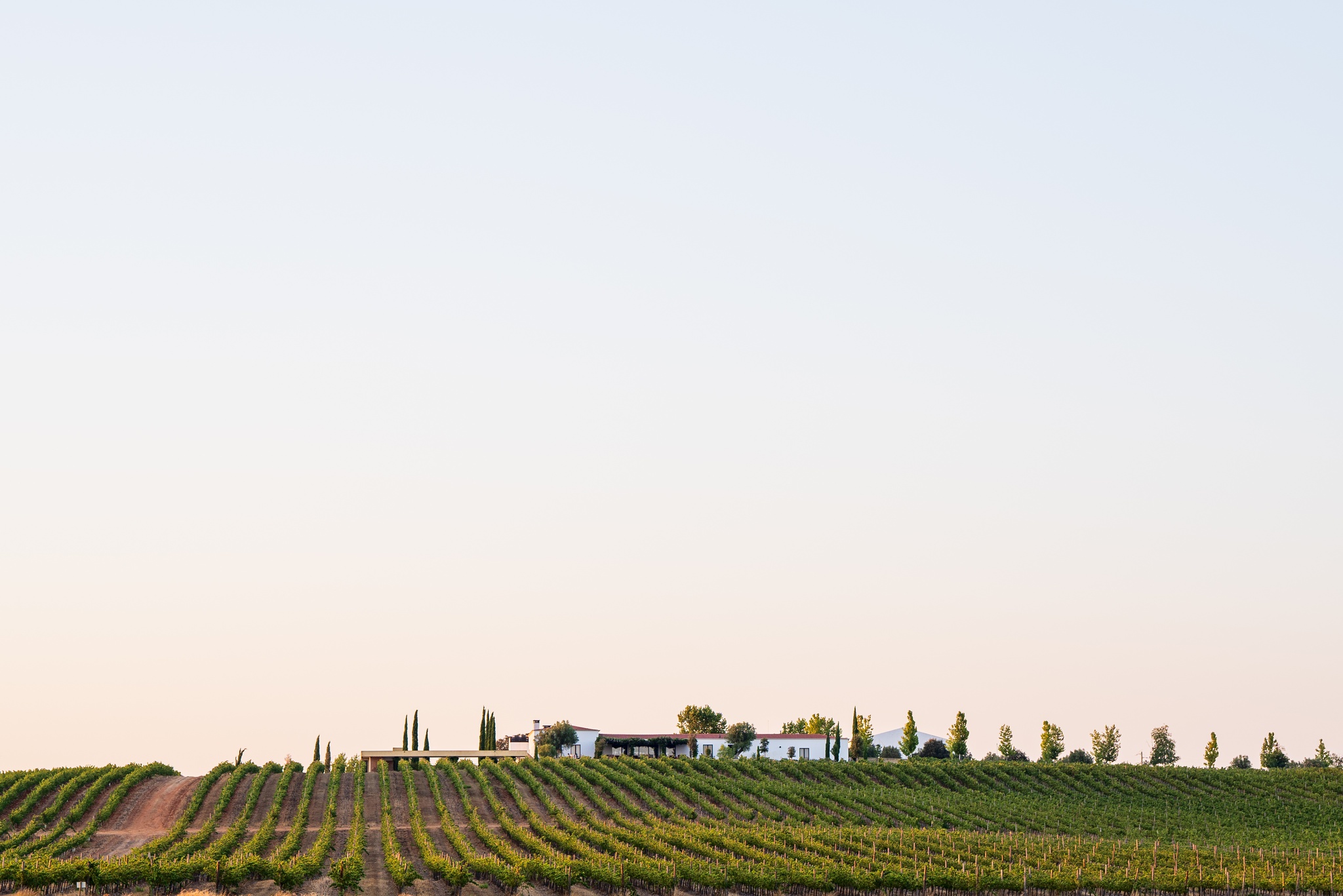 reguengos-monsaraz,gastronomia,vinho,fugas,alentejo,alteracoes-climaticas,