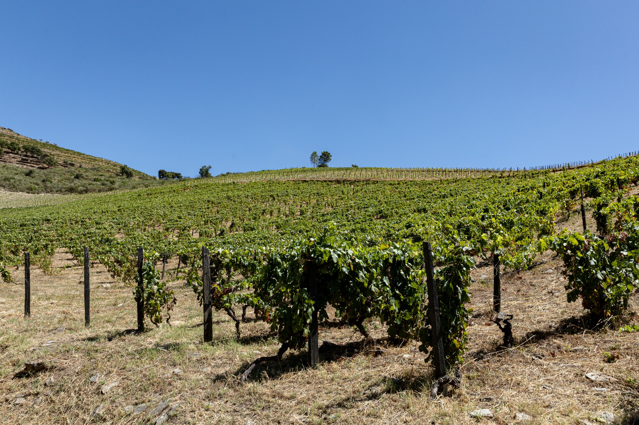 Anna Costa - 30 de Julho 2025 - Quinta das Murcas - Esporao - Covelinhas - Douro - Vinho