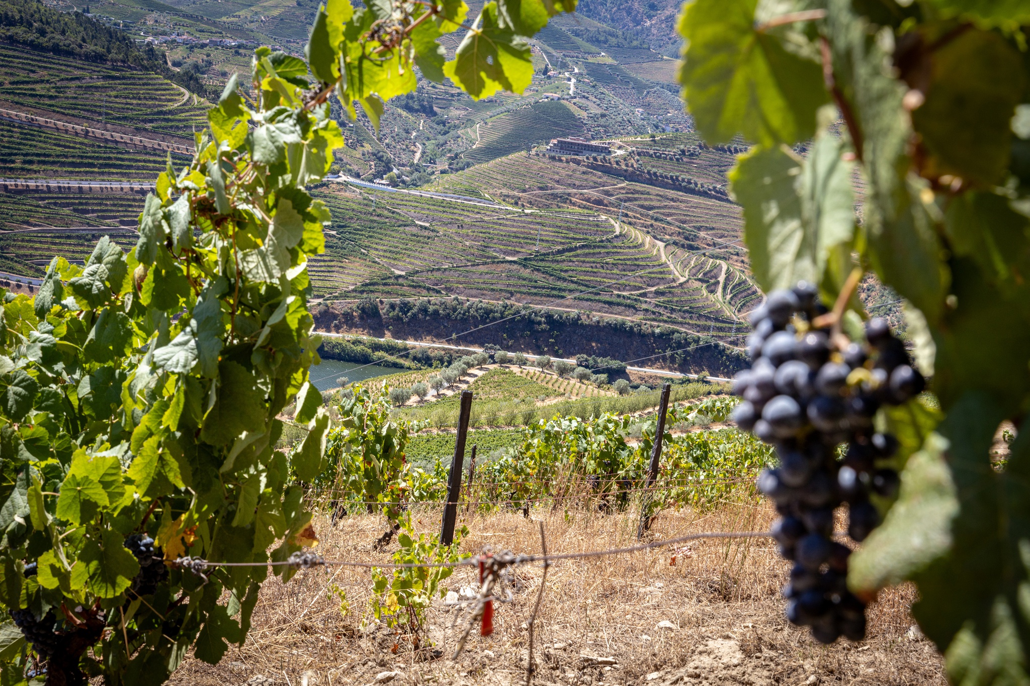 Anna Costa - 30 de Julho 2025 - Portugal, Covelinhas, Régua - Região Vinhos Douro - Quinta das Murças, propriedade da Esporão, produtores de vinho. Uvas