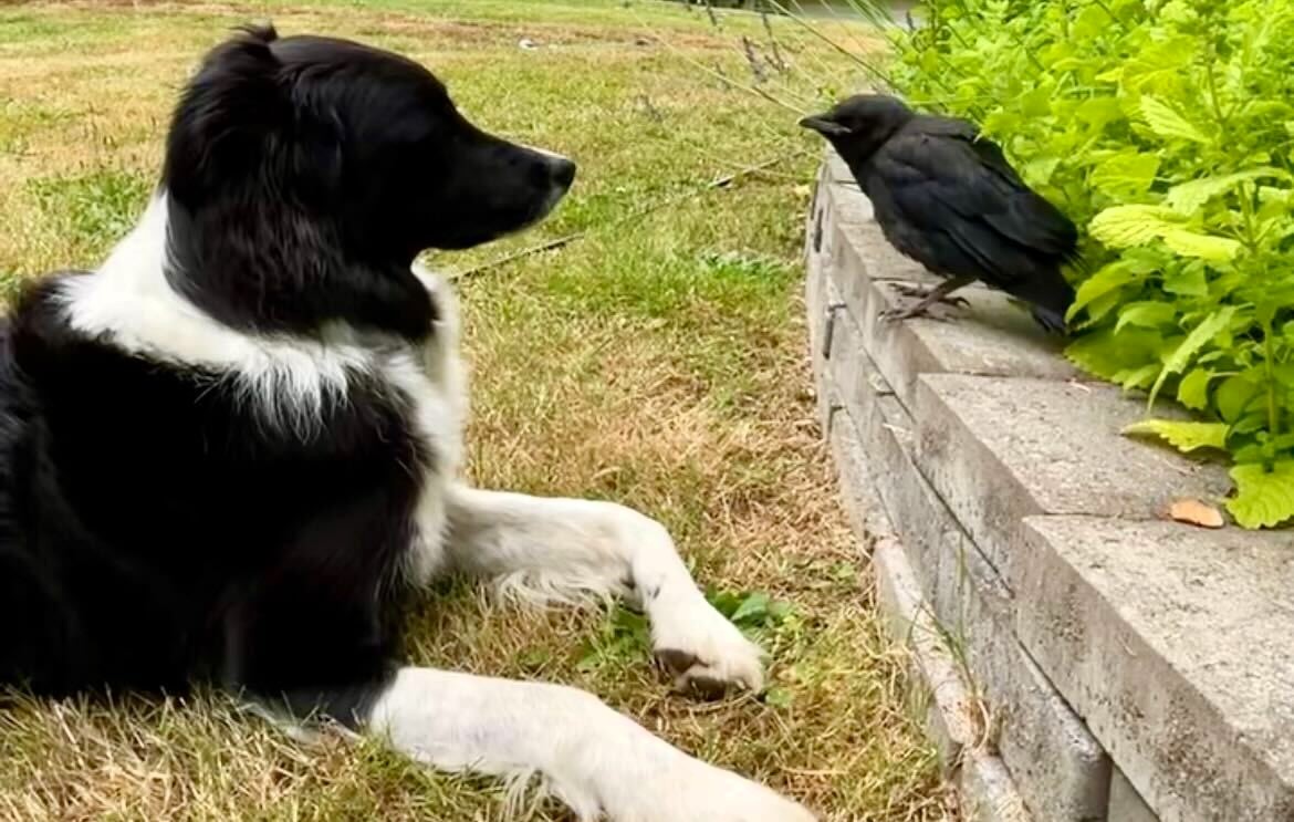 cao,amizade,p3,estados-unidos,corvo,animais,