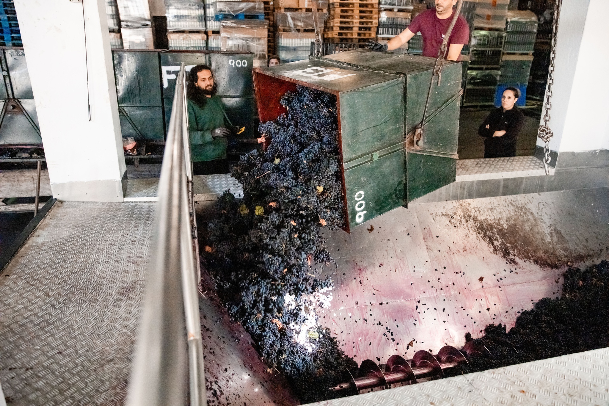 vindimas,vinhos,douro,fugas,economia,agricultura,