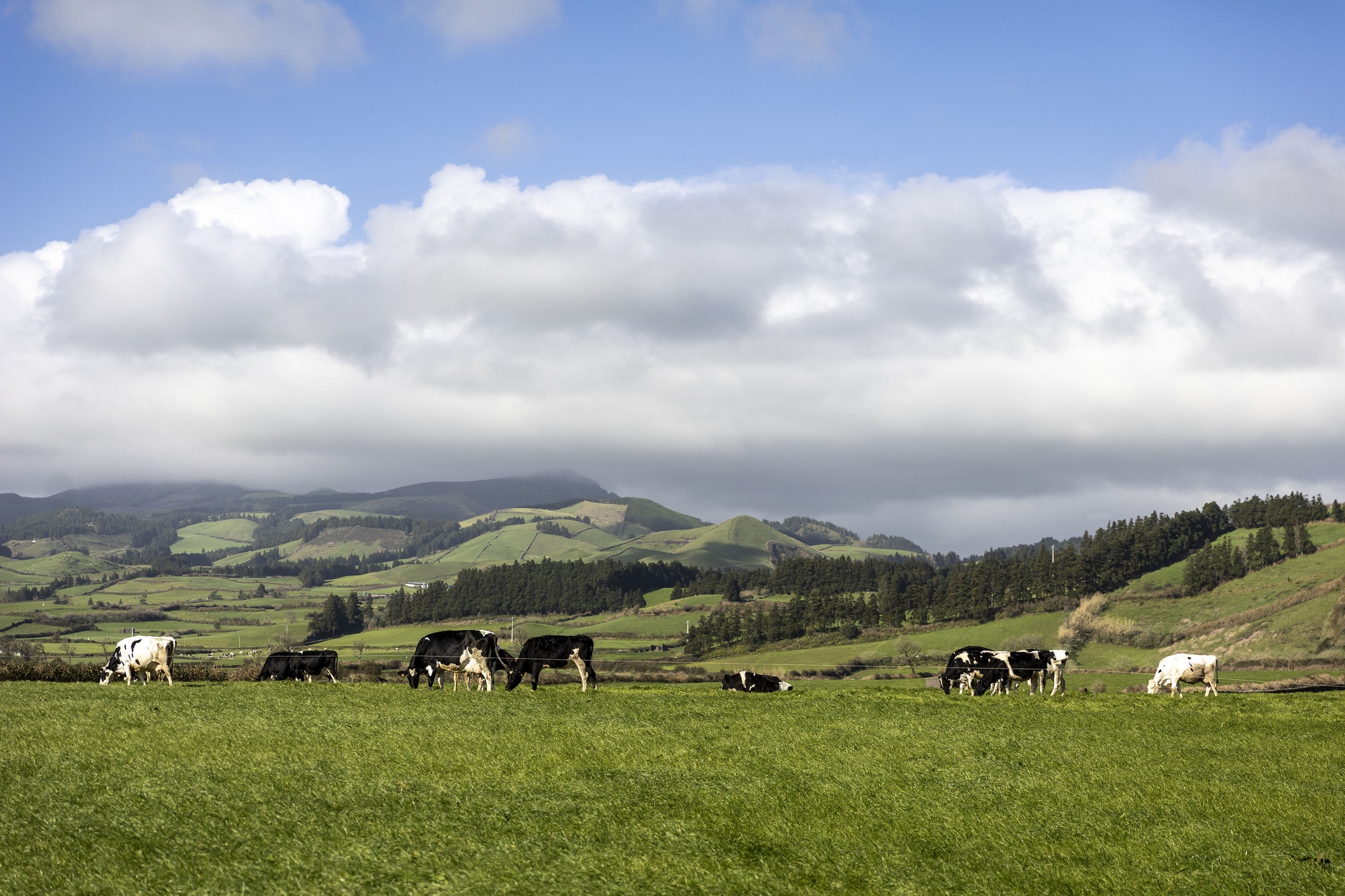 ponta-delgada,restauracao,alimentacao,gastronomia,fugas,acores,