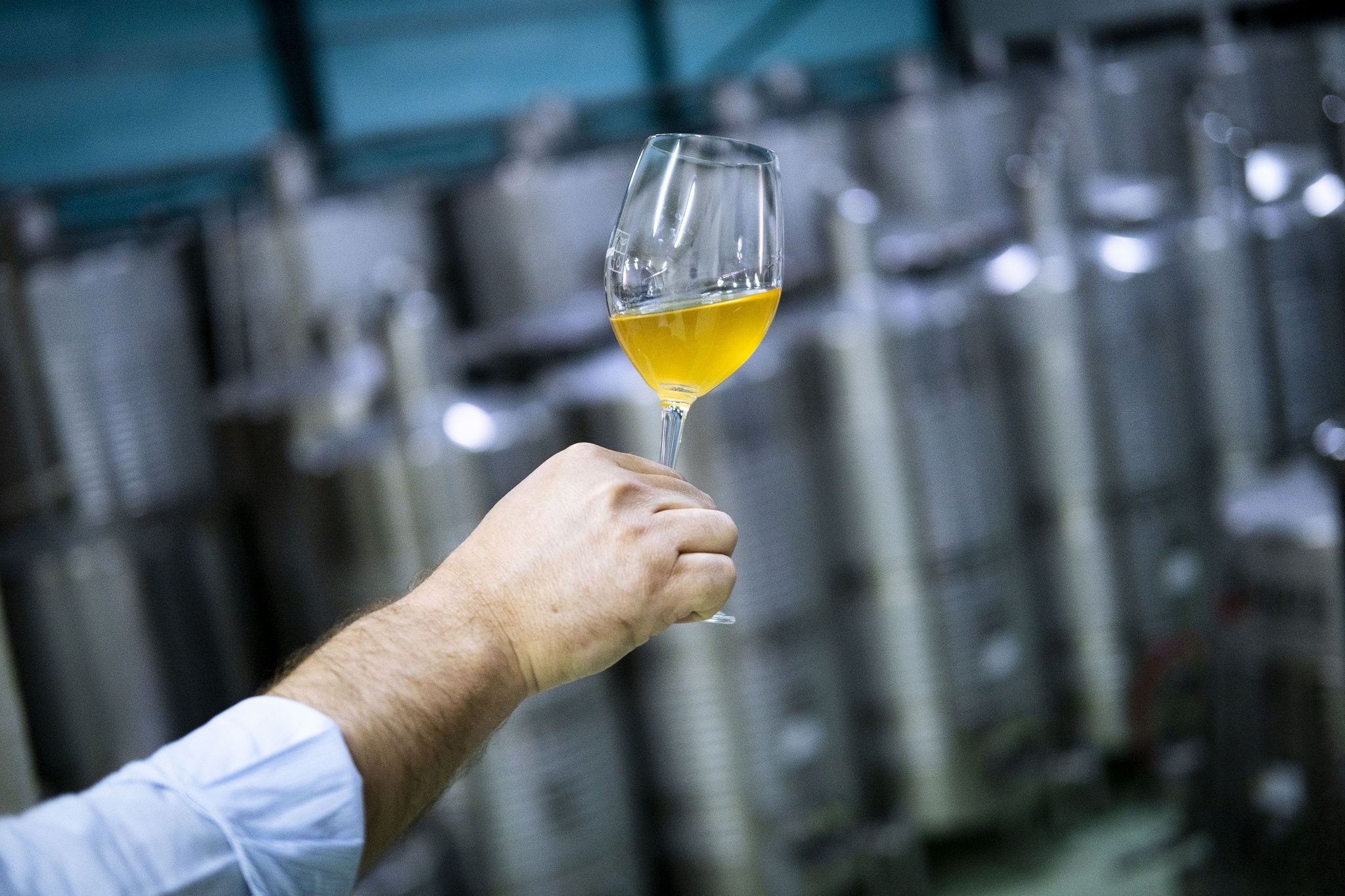 terroir,meda,vinhos,douro,fugas,