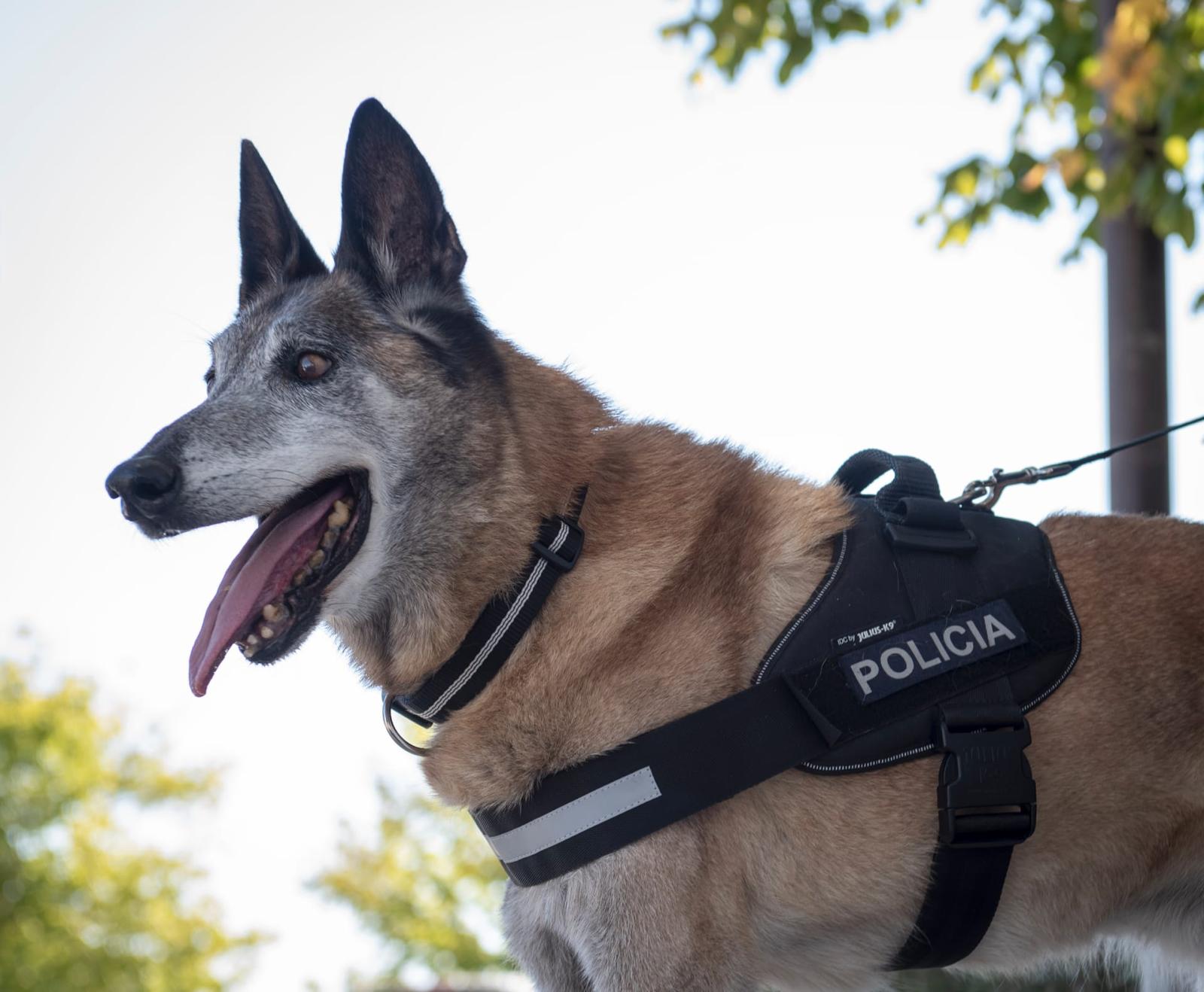 pet,cao,animal,p3,animais,psp,