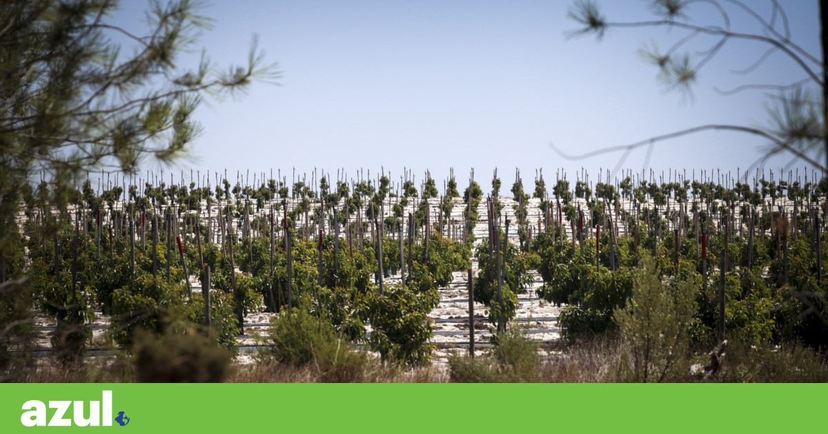 Water Crisis in Portugal: Intensive Farming Drains Protected Aquifer in Alentejo