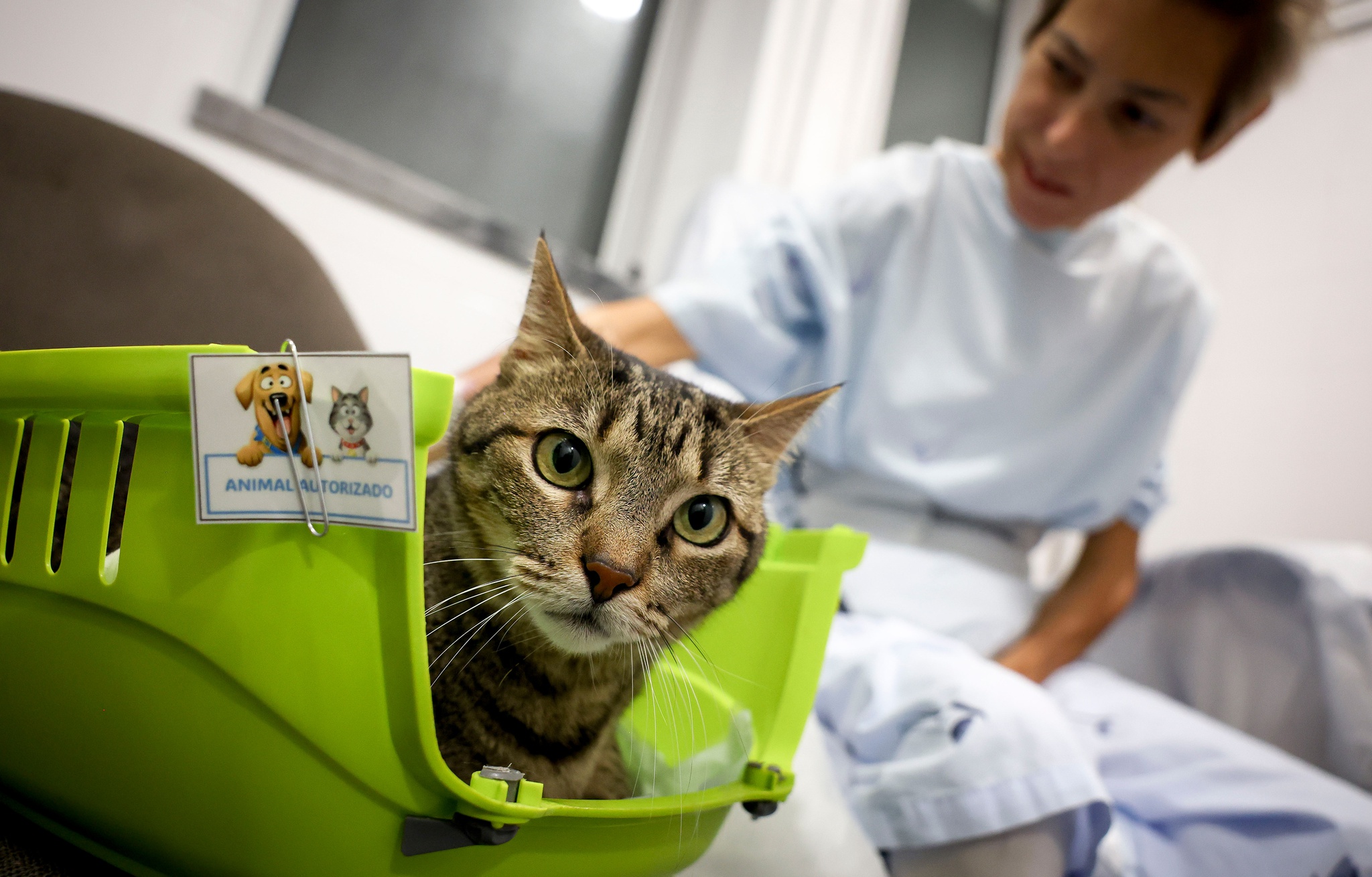 animal,p3,animais,saude,lisboa,hospitais,