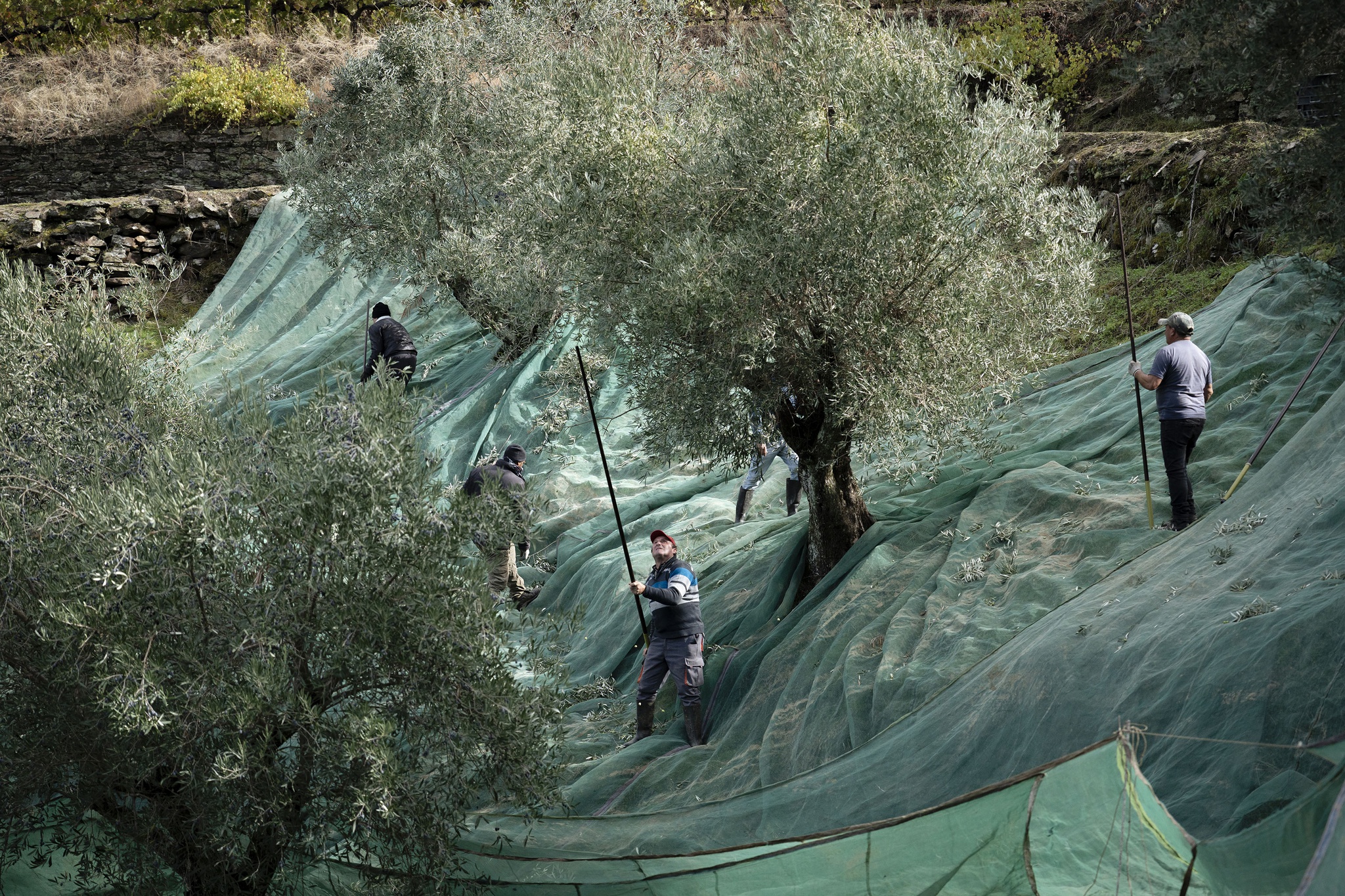TBL - Quinta de Ventozelo - 5 Novembro 2025 - Tiago Bernardo Lopes