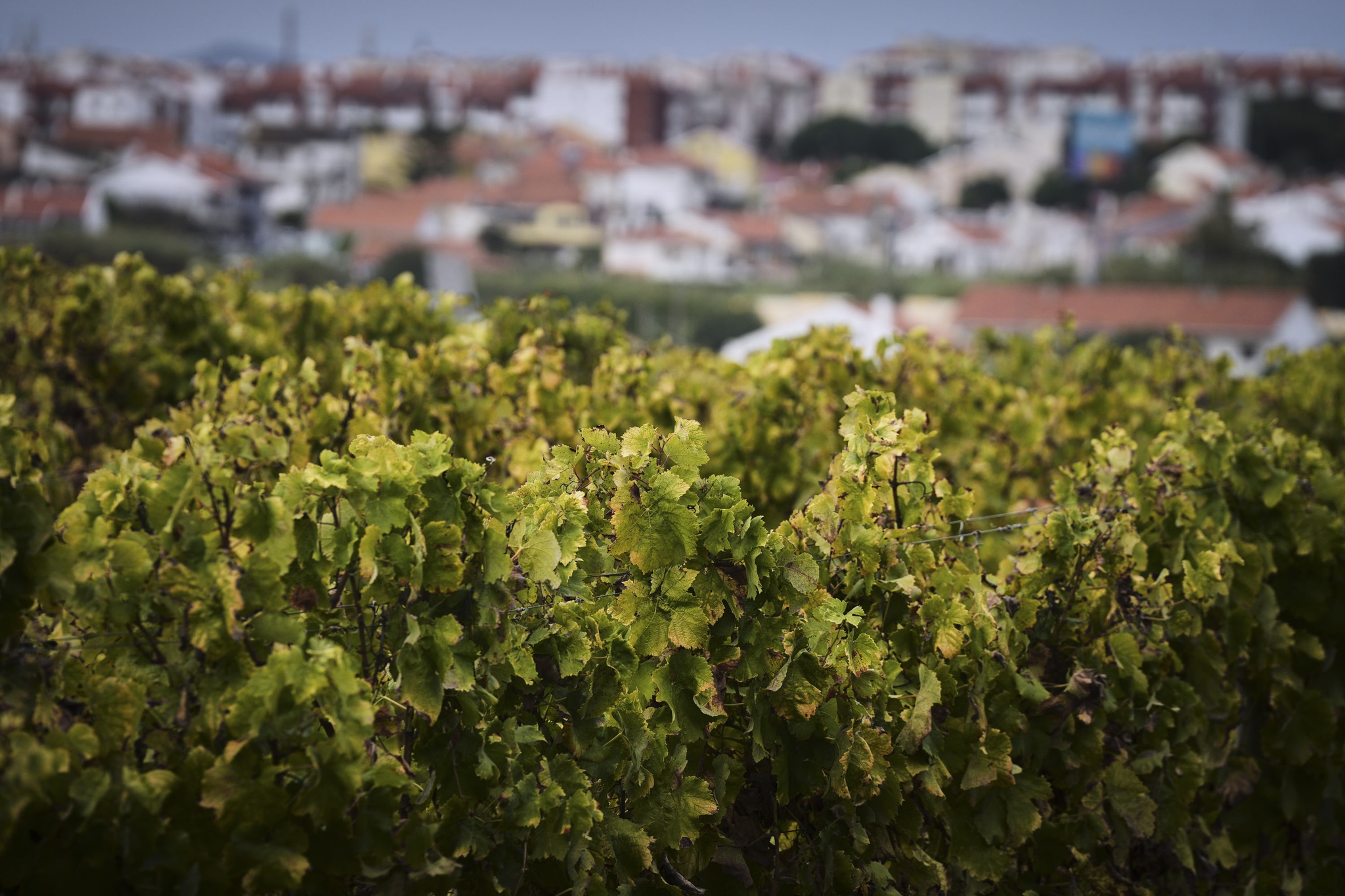 terroir,carcavelos,oeiras,vinhos,fugas,lisboa,