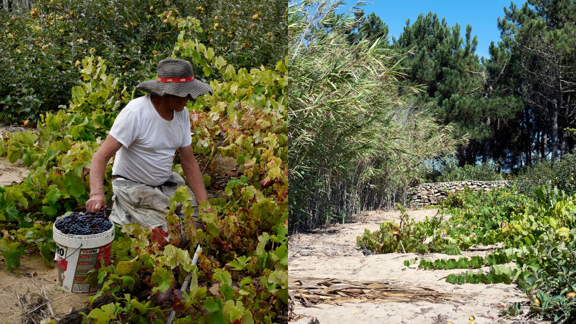 especial-vinhos-inverno-2025,vinicultura,especial-vinhos,vinhos,fugas,agricultura,