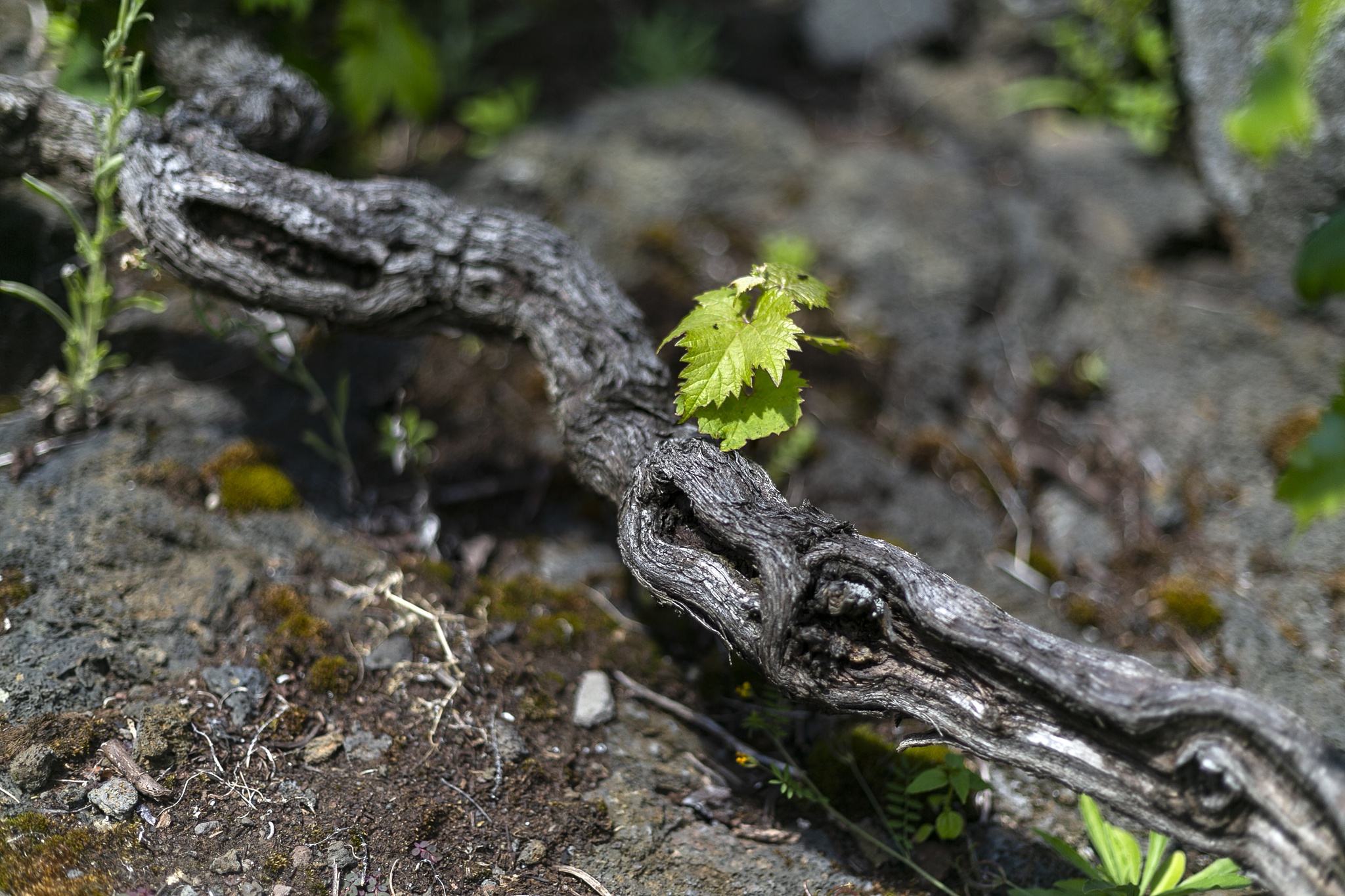 rps Rui Soares (colaborador) - 23 Abril 2022 - PORTUGAL, Acores, Ilha do Pico - Paisagem da Cultura da Vinha da Ilha do Pico, patrimonio da humanidade UNESCO - vinhas - videiras