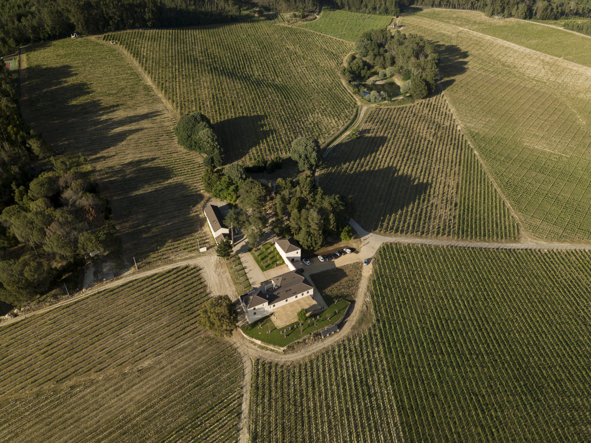 dao-,cogumelos,vinhos,gastronomia,fugas,