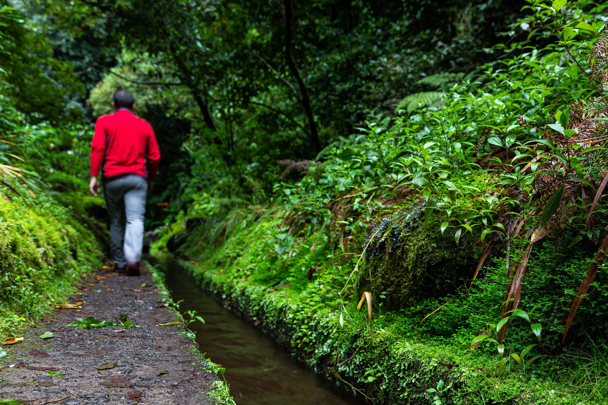 percursos-pedestres,passeios,fugas,local,madeira,turismo,
