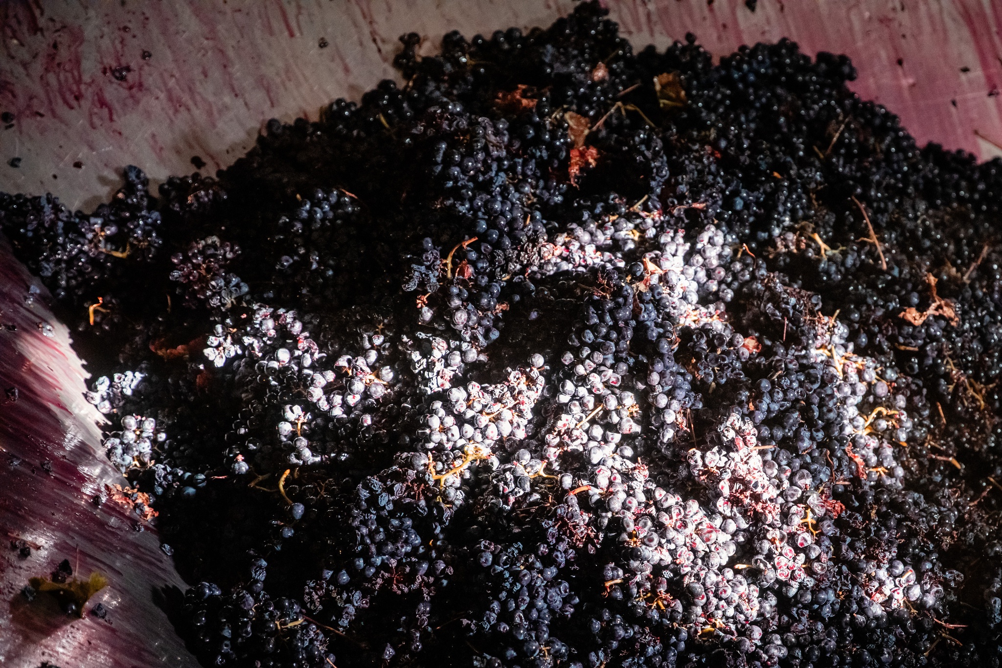 ine,azeitona,azeite,vinho,economia,agricultura,