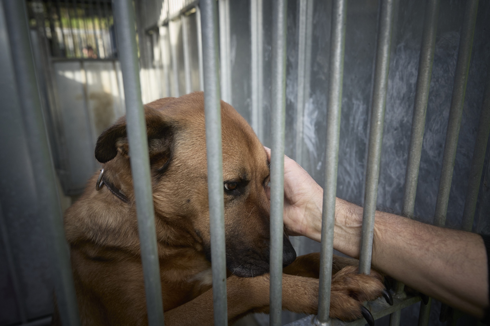 Rui Gaudêncio - 19 Dezembro 2024 - Portugal, Lisboa, Monsanto - Casa dos Animais de Lisboa (CAL), (canil e gatil municipal de Lisboa). O espaço foi ampliado com um novo edifício e feitas melhorias na área clínica.