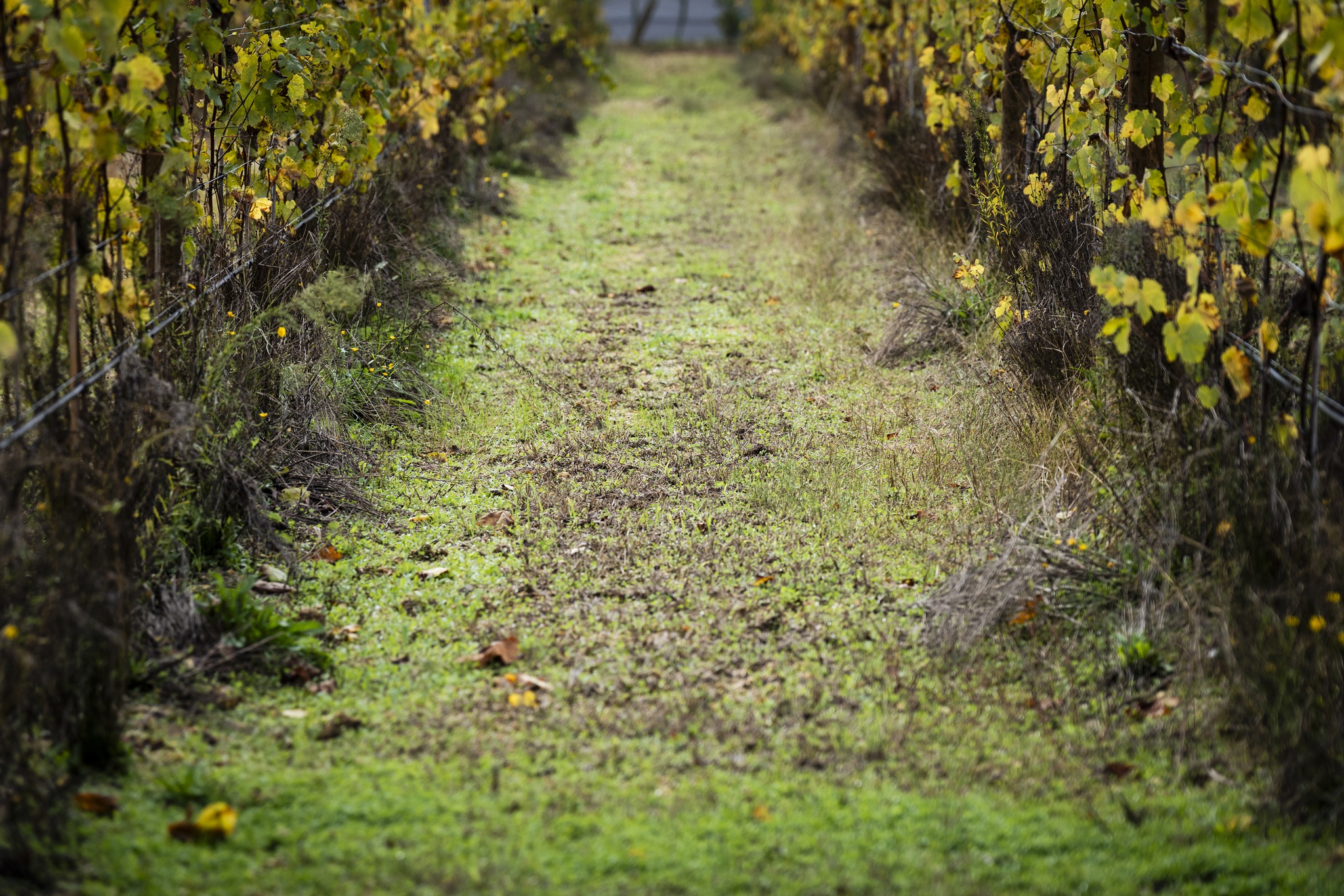 vinhos-verdes,iniciativas-publico,ponte-lima,enoturismo,vinhos,agricultura,
