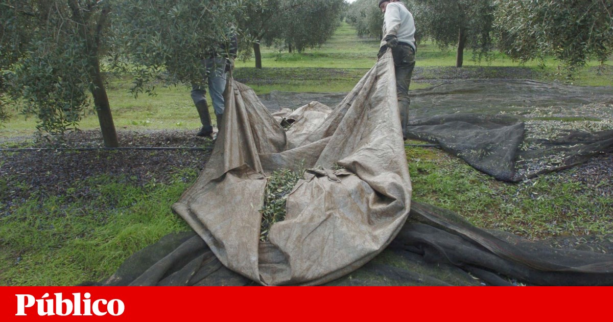 GNR soldiers encounter immigrants in deplorable conditions and without means of subsistence in Beja