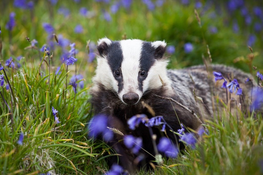 David Macdonald, the scientist who has been tracking badgers for four decades