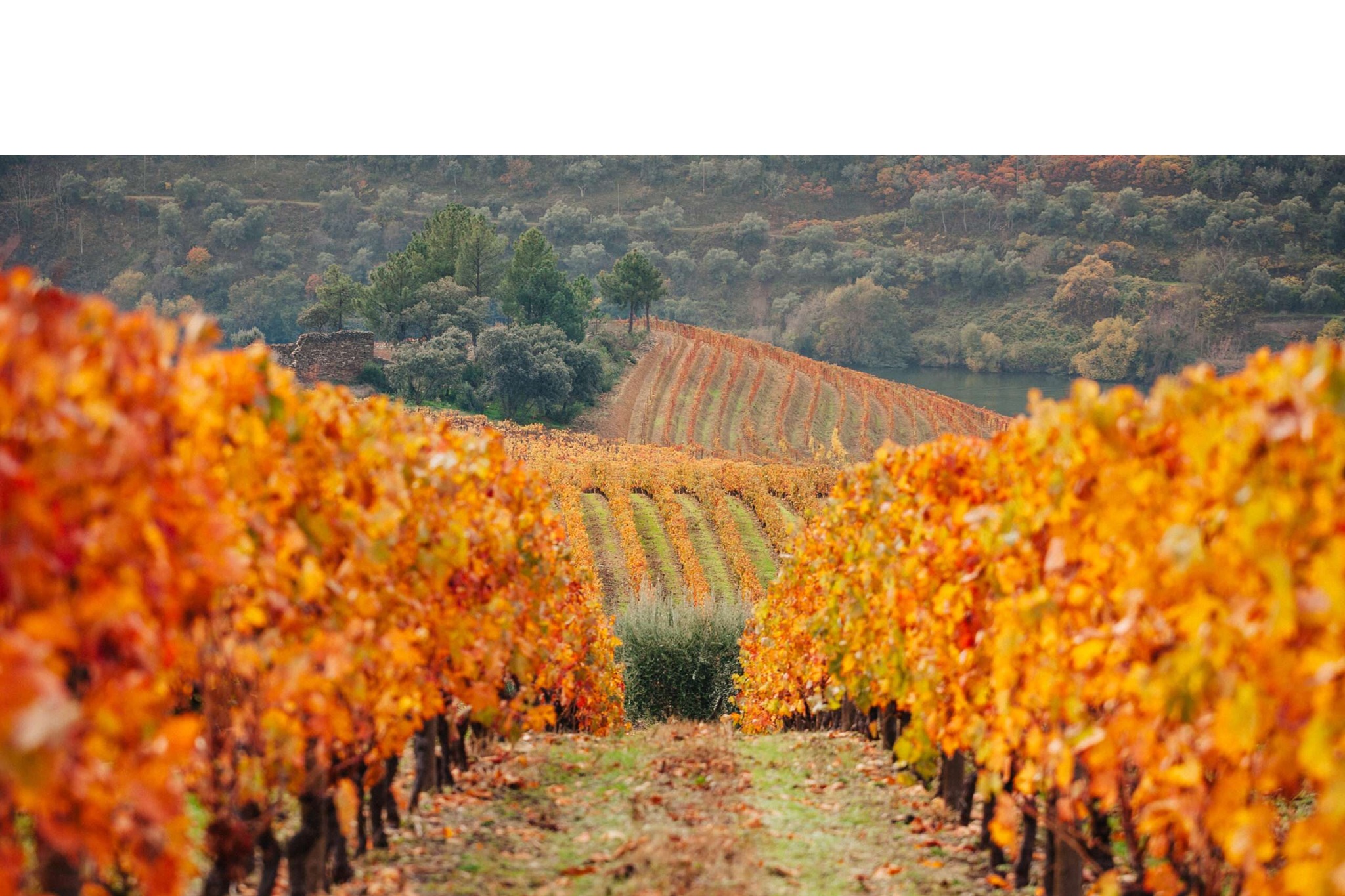 vinho-porto,vinhos,gastronomia,douro,fugas,porto,