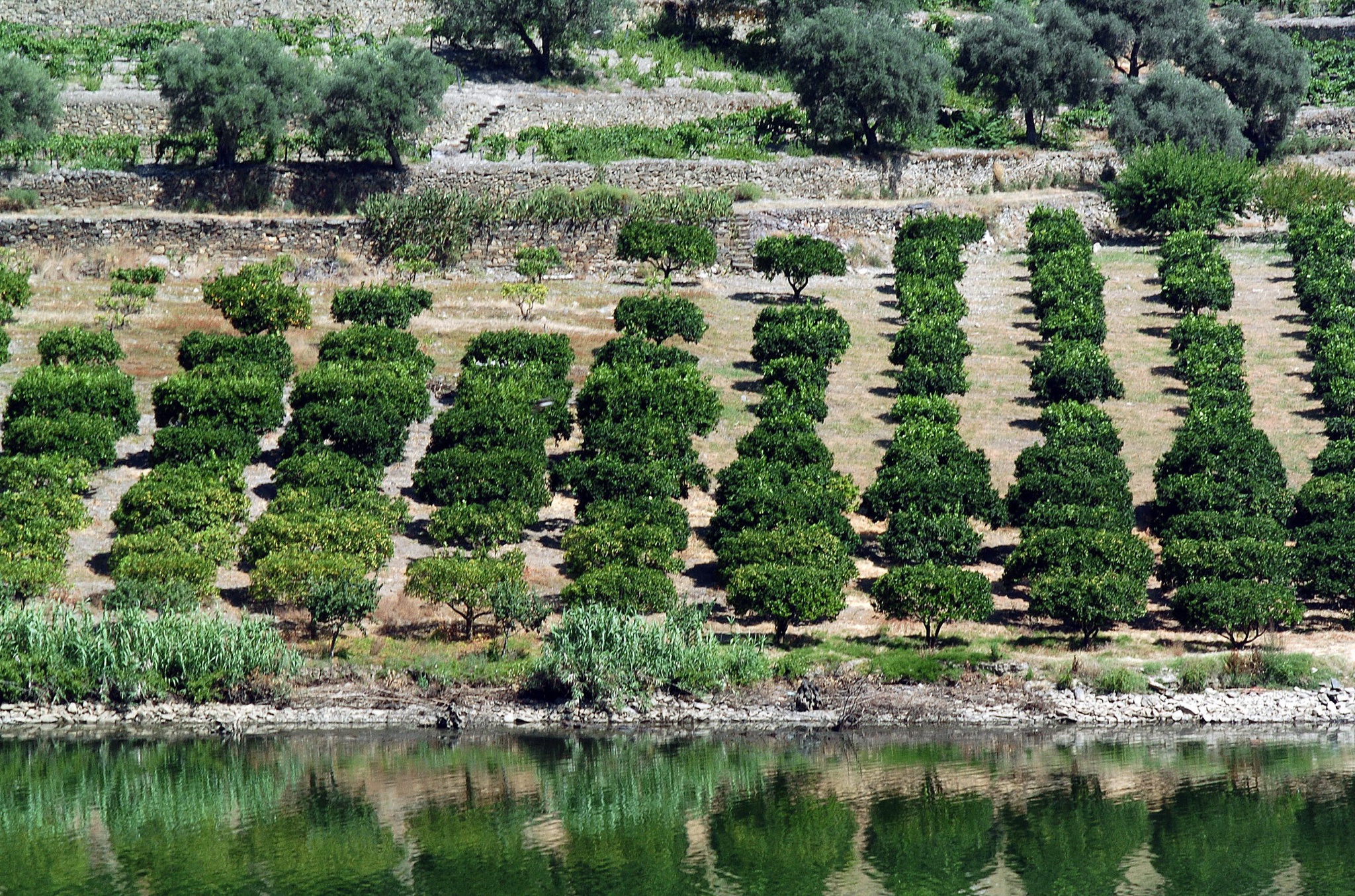 PR - 29 JUNHO 2004 - DOURO - RIO DOURO ARVORES DE FRUTO - LARANJEIRAS - COMURB - NAO PUBLICADAS -