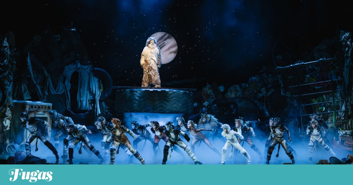 What to do? Tuesday is a day to celebrate with Cats, the Three Kings and Janeiras