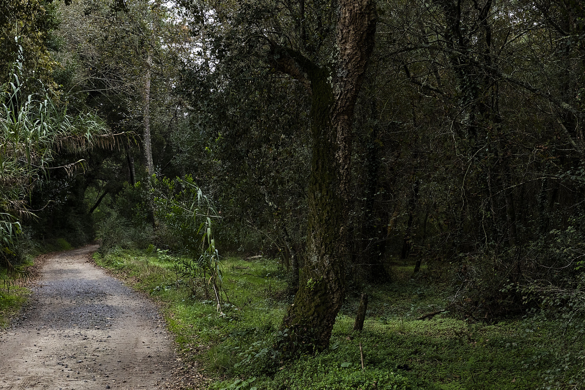 passeios,bemestar,impar,saude-mental,opiniao,psicologia,