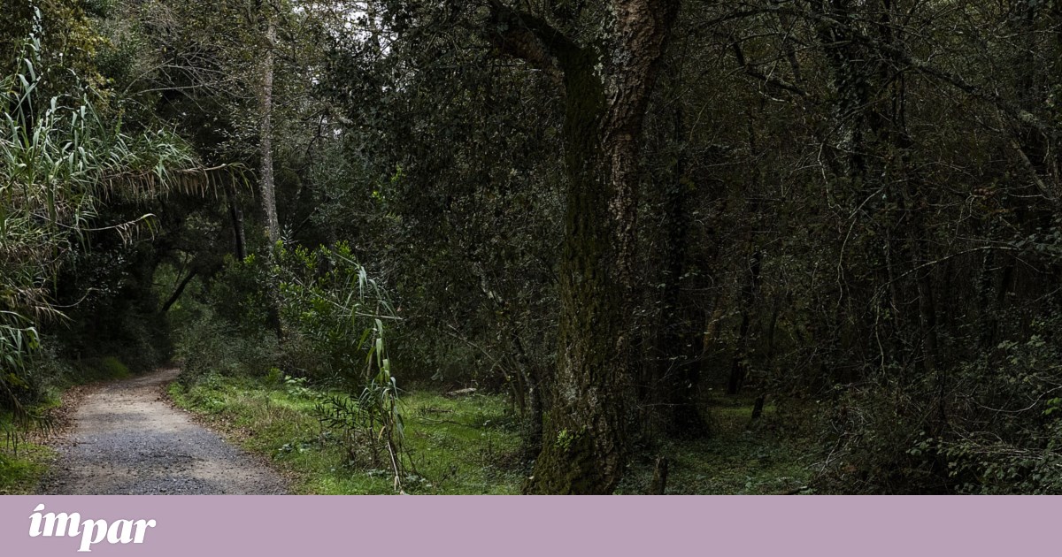 Walking: when your feet move forward, life breathes