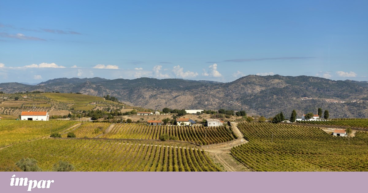 Between the Lines of the Douro: poetry borne by a glass of Port