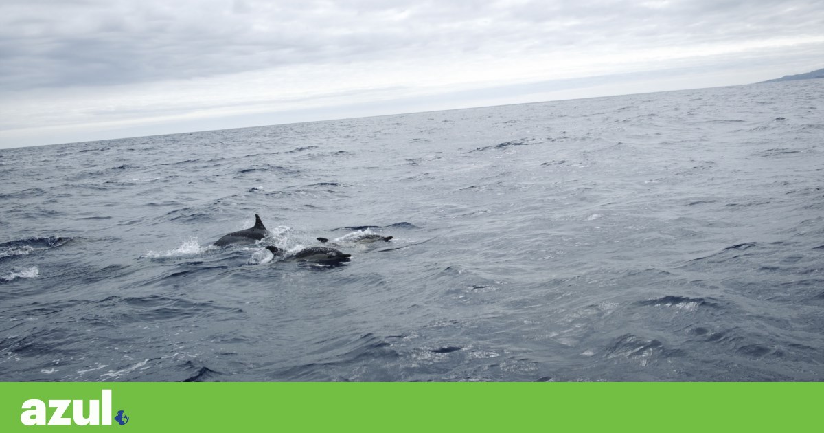 The ocean has never absorbed as much heat from global warming as in 2025