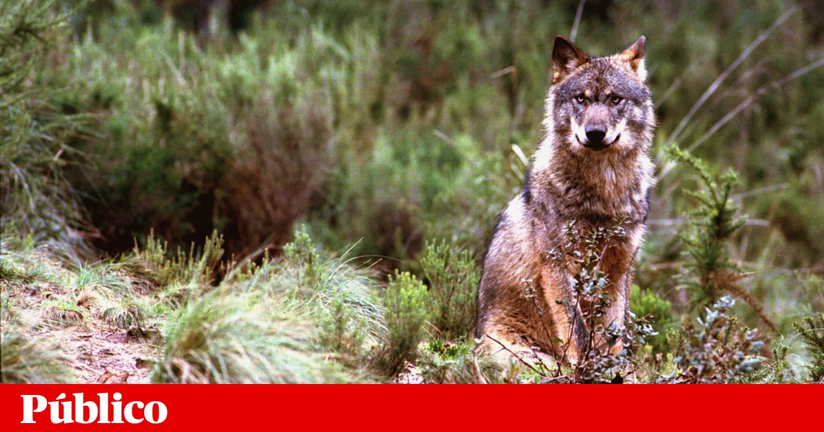 Wolves kill 14 sheep in Vimioso